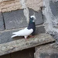 کفتر طوقی کشکی سینه