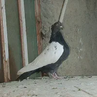 نر سینه سیاه عروسک