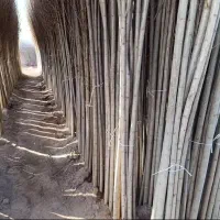 مرغوب ترین نهال صنوبر در غرب نهال مهندس داداشی|خدمات باغبانی و درختکاری|توتکابن, |دیوار