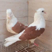 کفتر. جفتی|پرنده|اهواز, کارون|دیوار