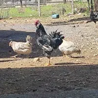 تخم مرغ گلین