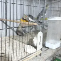 جوجه عروس|پرنده|اراک, |دیوار