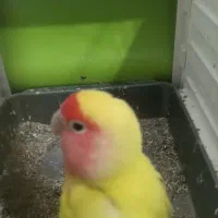 طوطی برزیلی مولد