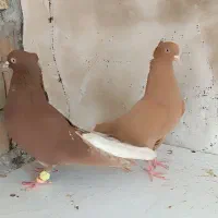 کبوتر بهبهانی رنگی سینه طوقی دم سفید