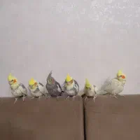 عروس هلندی|پرنده|تهران, وحیدیه|دیوار