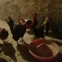 فروش مرغ و خروس|پرنده|قهستان, |دیوار