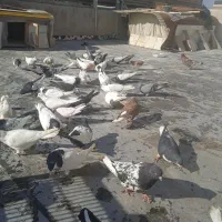 کفتر رنگی درجه ۱|پرنده|شاهینشهر, شهرک میلاد|دیوار