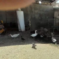 غاز