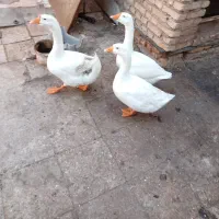 غوغاز وبوغلمو