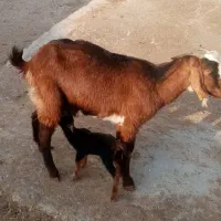 حیوانات مزرعه|حیوانات مزرعه|مرودشت, مجد آباد|دیوار