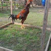 خروس لاری|حیوانات مزرعه|اسالم, |دیوار