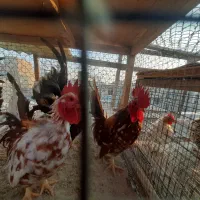 خروس جاپنست مینیاتوری