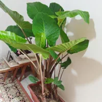 سه عدد گل باباآدم
