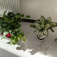 سیم کارت رند قدیمی با اصالت 09131115549