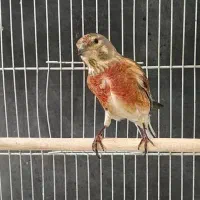 قناری سهره و سینه سرخ مست مست جوجه قفس رام در رزن