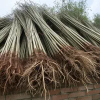 فروش نهال صنوبر به صورت عمده و جزئی|گل و گیاه طبیعی|آبدانان, |دیوار