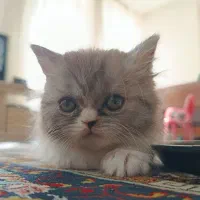 توله پرشین|گربه|مشهد, ادیب نیشابوری (شهرک غرب)|دیوار