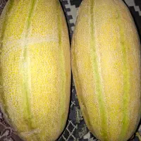 خربزه درجه ۱ ودرجه ۲