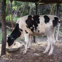 گاو لیشه دورگ هلشتاین|حیوانات مزرعه|سیاهکل, |دیوار