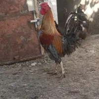 خروس