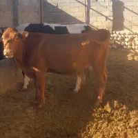 گاو شیری گوساله دار