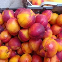 میوه