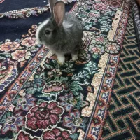 خرگوش سالم سرحال دانه۷۰