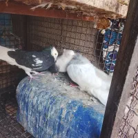 کبوتر|پرنده|فهرج, |دیوار