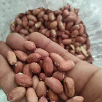 پخش بادام زمینی گیلان آستانه اشرفیه