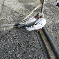 فروشی|پرنده|همدان, |دیوار