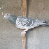 بدرنگ نر|پرنده|بم, |دیوار