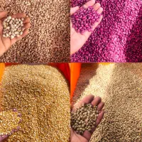 پخش حبوبات درجه ۱ مناسب سوپر مارکت ها