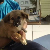 با سلام یک عدد توله سگ اشپیتز آلمانی|سگ|تبریز, |دیوار