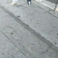 ۴ عدد پرشی به ضمانت پرش