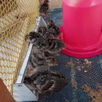 فروش ویژه جوجه بوقلمون برنز وجوجه گلین