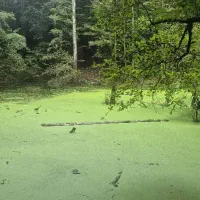 یک قطعه طلا پیدا شده