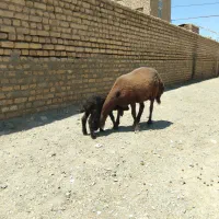 میش زاییده بره نر افشاری جوان