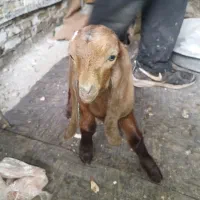 یک عدد بز نر به شرد سالم و سرحال