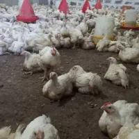 گوشتی راس|حیوانات مزرعه|اهواز, کوروش|دیوار