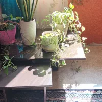 جلومبلی میز عسلی|مبلمان خانگی و میز عسلی|لاهیجان, خالو باغ|دیوار