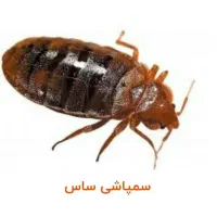 سمپاشی موریانه ، ساس ، سوسک ، موش ۱۰۰ درصد تضمینی|خدمات نظافت|اهواز, اهواز|دیوار