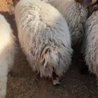 فروش بره نر