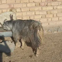 کهره سبک|حیوانات مزرعه|مرودشت, علیآباد|دیوار