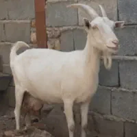 بز سانن . آلپاین|حیوانات مزرعه|مشهد, وکیلآباد|دیوار