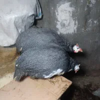 مرغ شاخدار یا شاخک