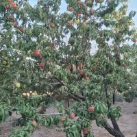 باغ|فروش زمین و ملک کلنگی|محلات, |دیوار