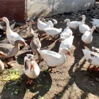 غاز محلی پرواری|حیوانات مزرعه|طاهرگوراب, |دیوار