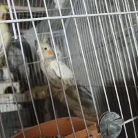 فروش دو عدد عروس هلندی لوتینو و گلباقالی|پرنده|فامنین, |دیوار