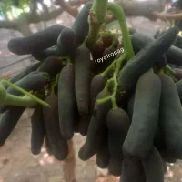 نهال انگور با ارقام های موجود پر کیفیت|خدمات باغبانی و درختکاری|پلدشت, |دیوار