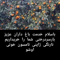 مرکبات تامسون نارنگی خونی